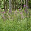 06 Ersatz für Ipfmesswanderung - rund um den Stockmühlsee